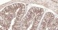 RPS19 Recombinant Rabbit mAb